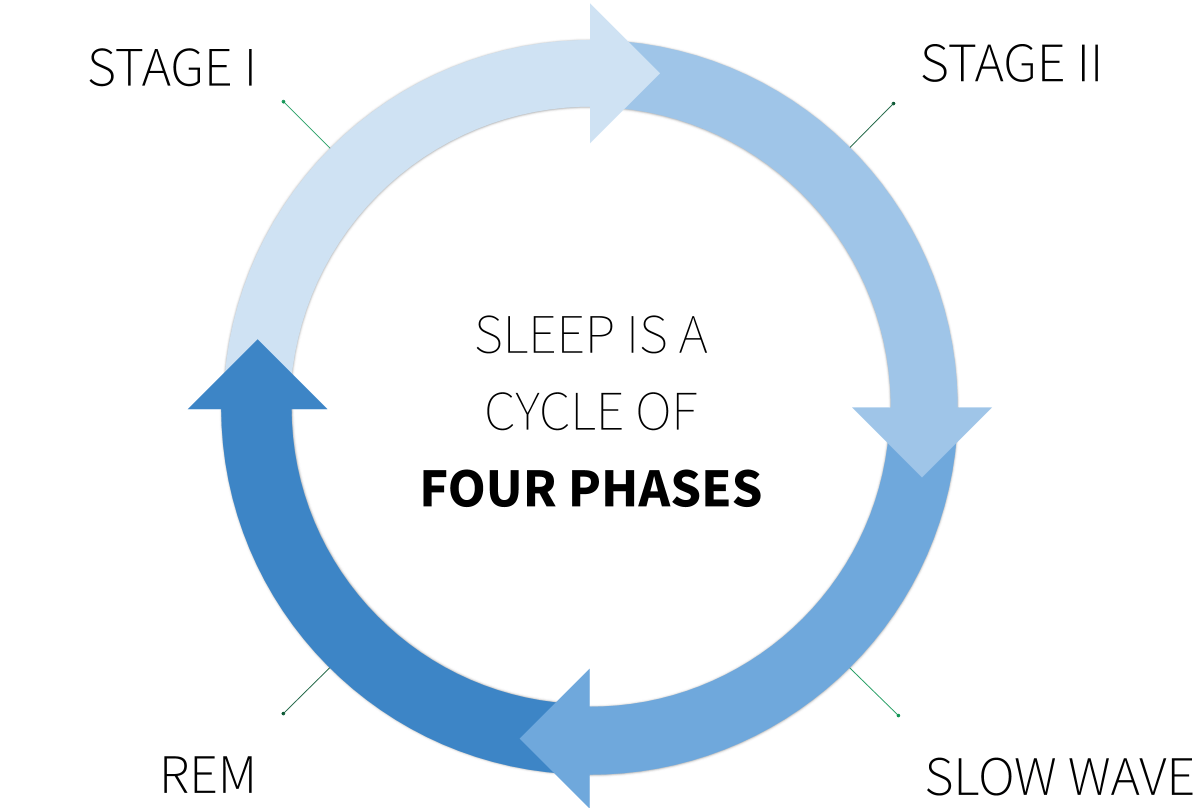 The Normal Asleep EEG